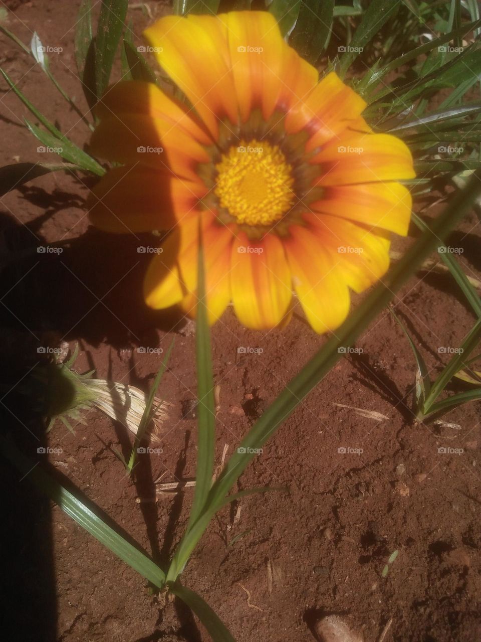 Beautiful yellow flower.