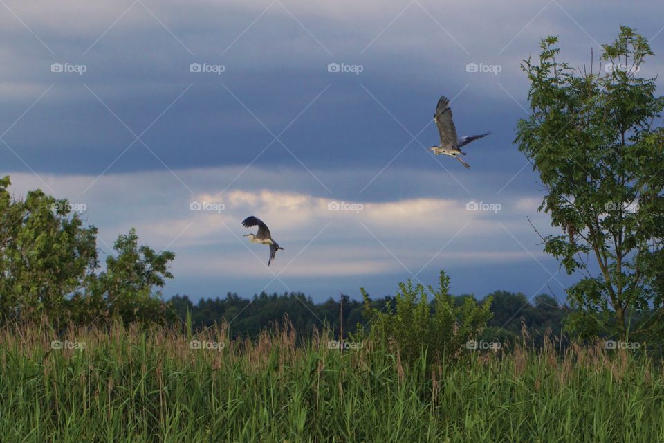 Flying herons