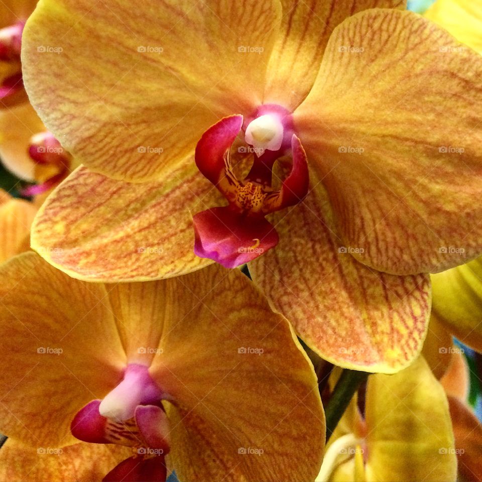 Yellow and pink orchid
