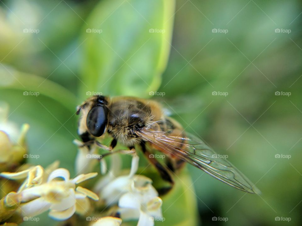 Hoverfly on white flower