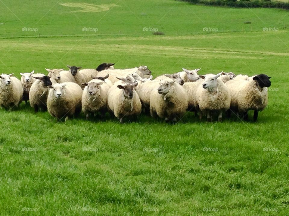 Fluffy flock