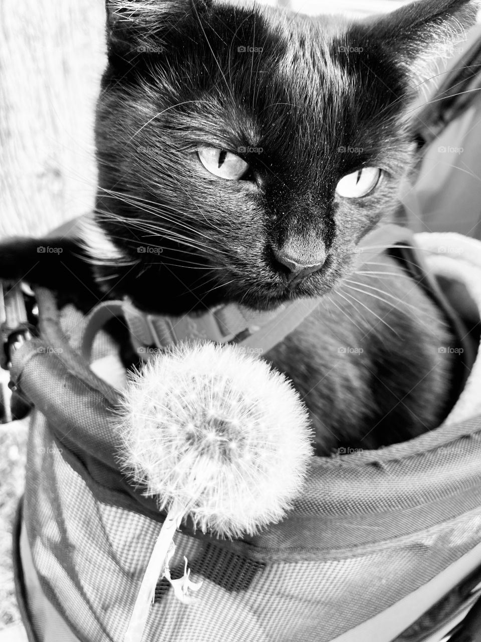Darling black and white photo of black kitty cat looking at white dandelion! 