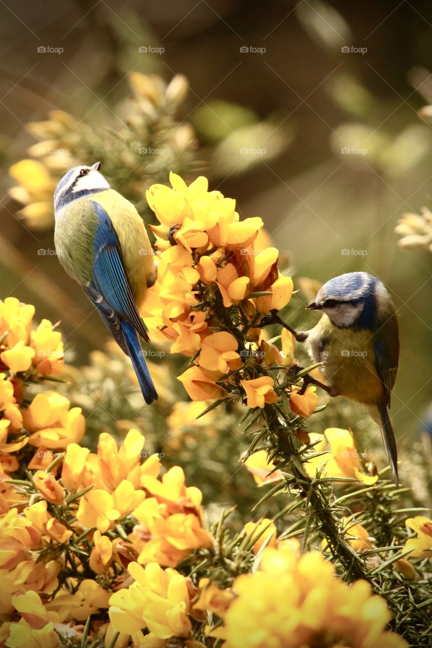 blue tit, 🗣”we can spend time together but keep your distance” be safe everyone