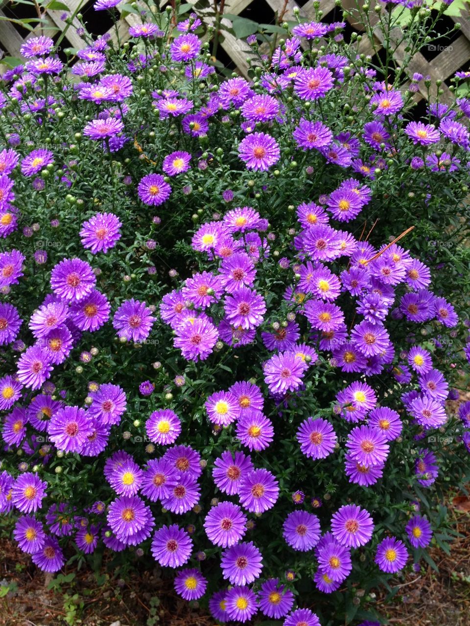 Purple bush, low in height.