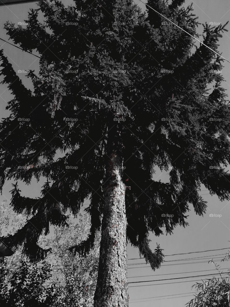 Having fun making photos naturally