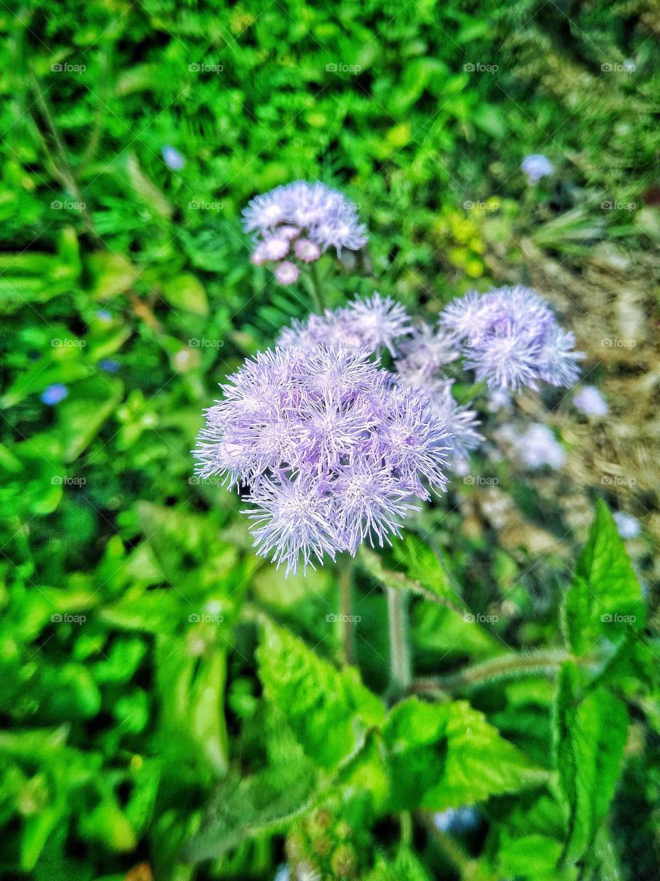 Unique beauty of nature called me flower ☺️