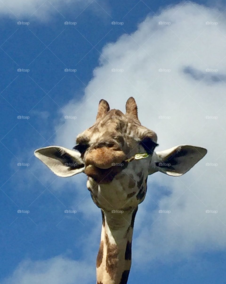 Giraffe headshot eating twigs against a blue sky white cloud background 