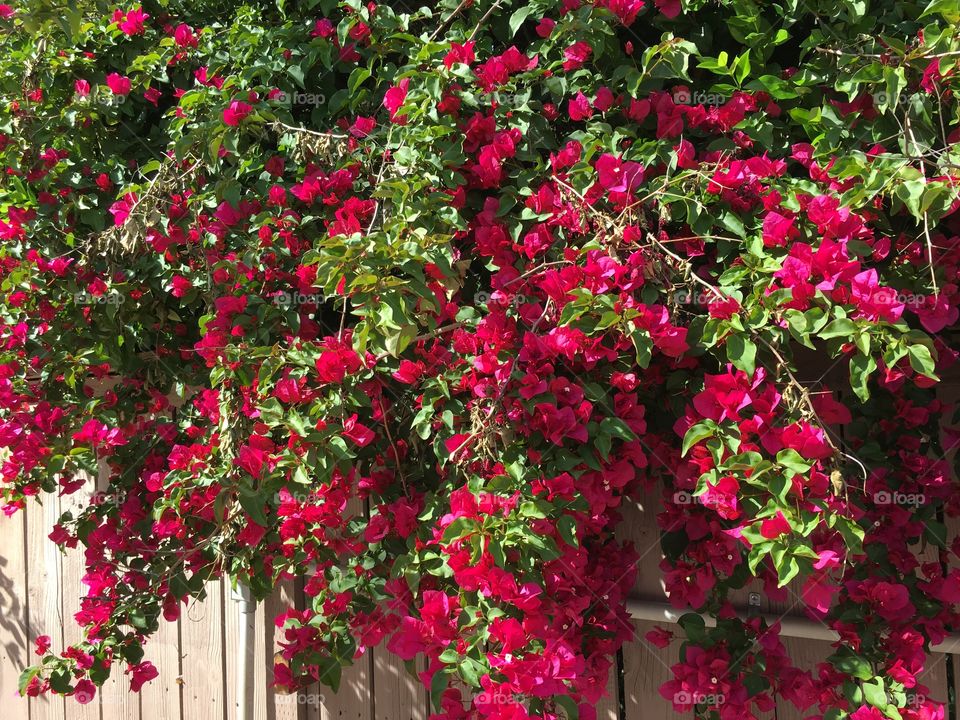 Bougainvillea magenta 