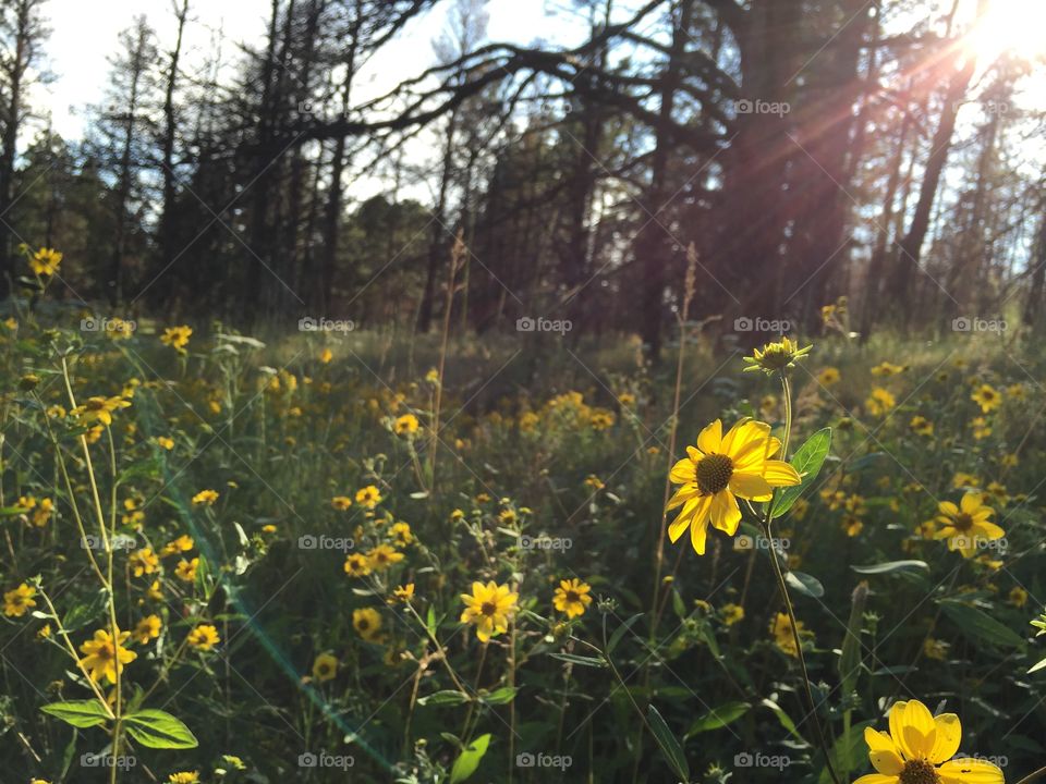 Yellow Wildflowers. Yellow Wildflowers in full bloom at a wildfire burn site three years later