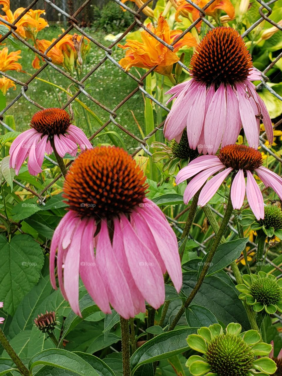 Pink Coneflowers and Orange Tiger lilies