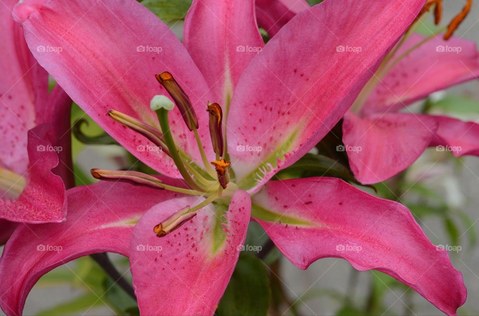 Portrait of a pink lily.