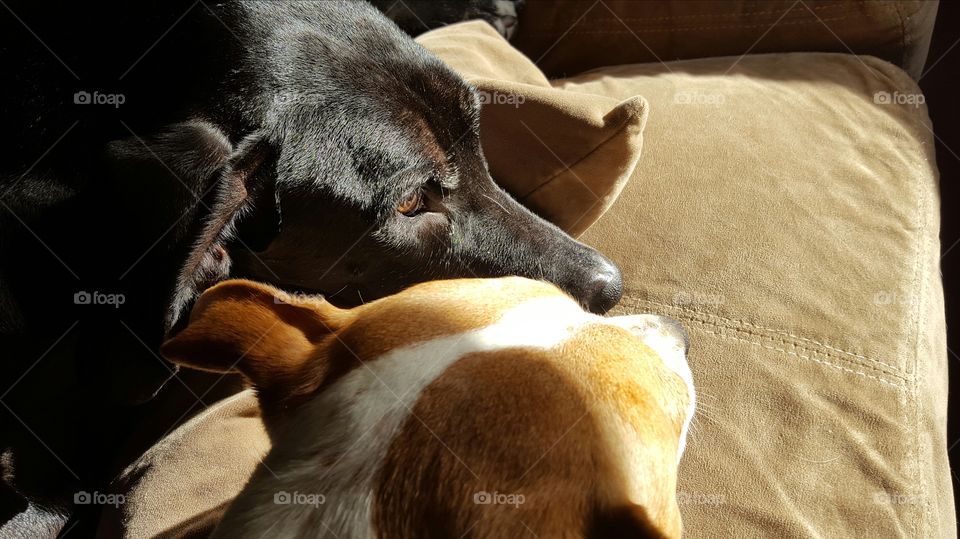 Best friends warming up in the morning sun