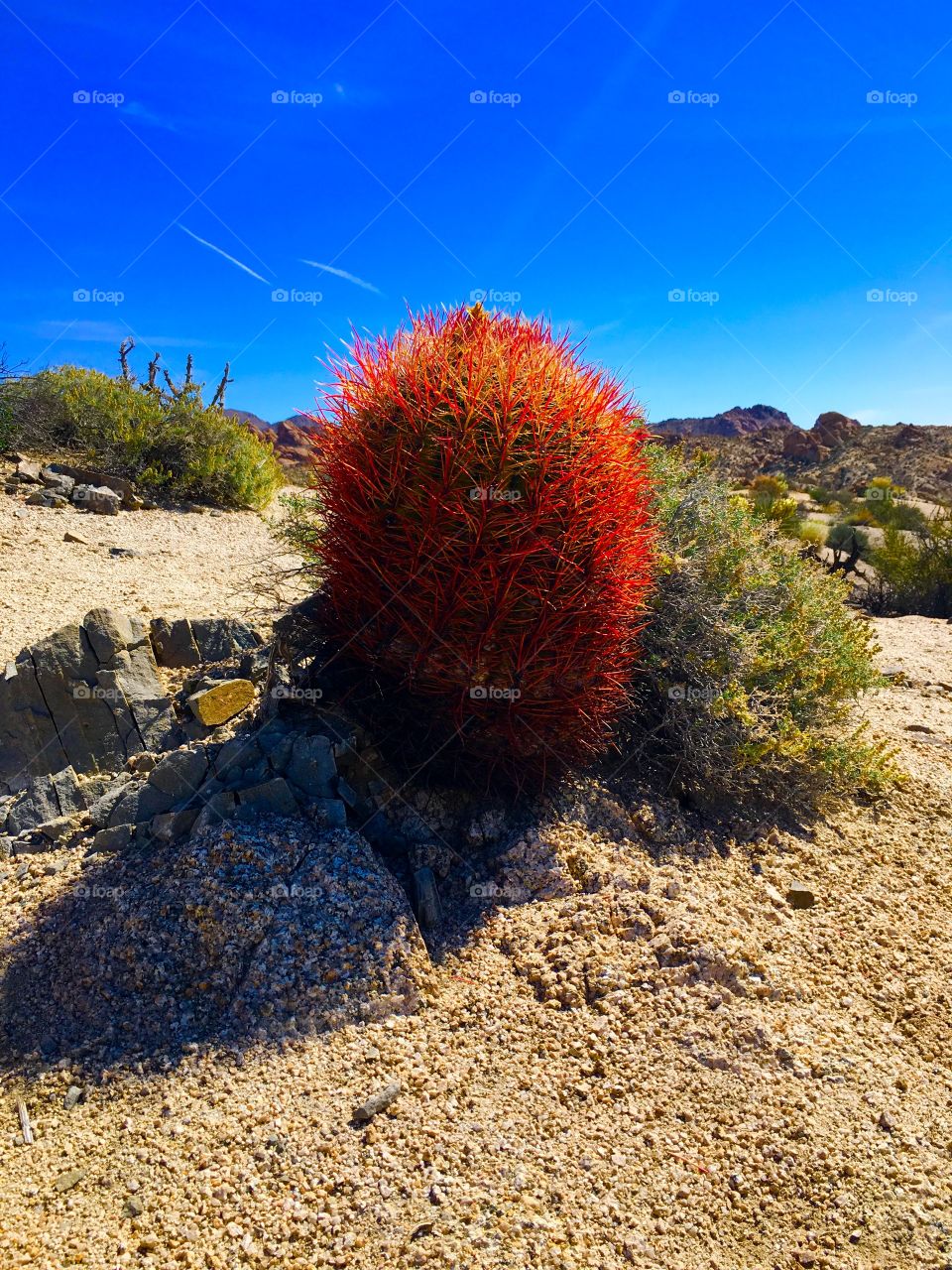 Cactus 