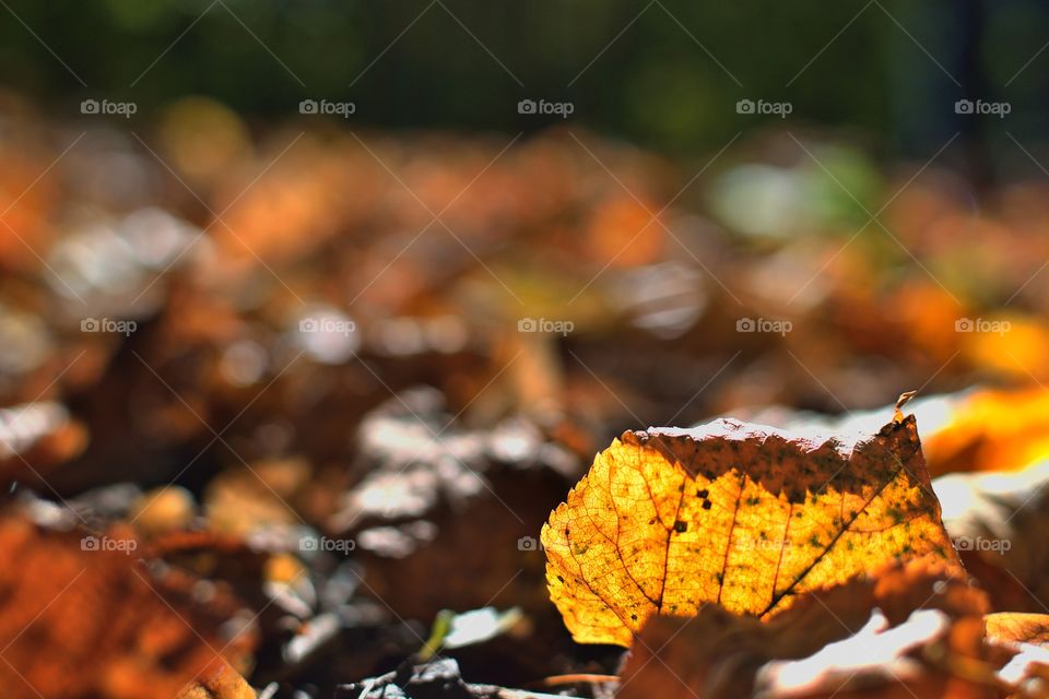 autumn