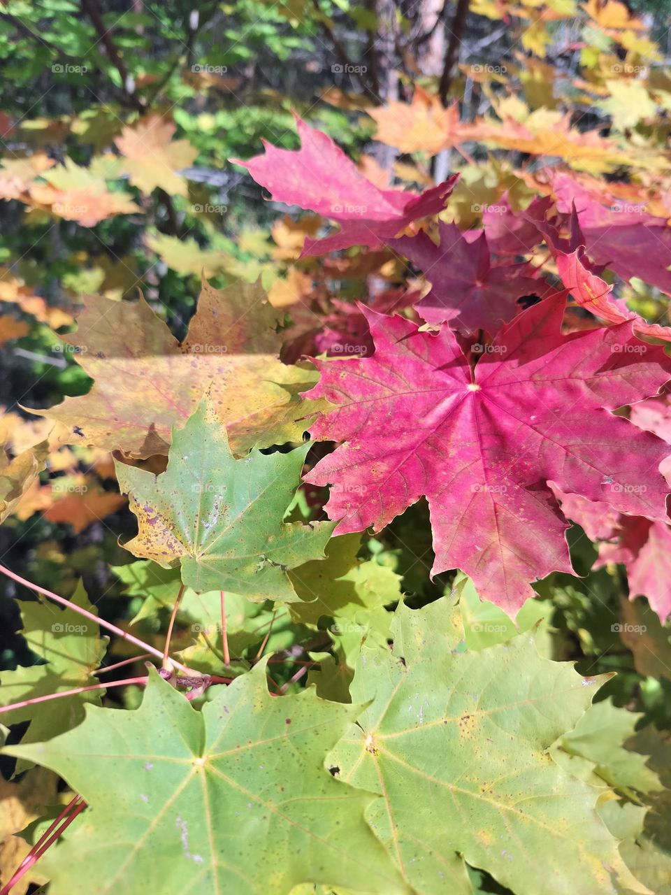 colorful maple