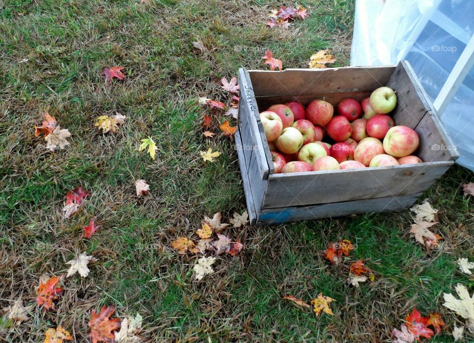 Fall Apples. Cornish Maine Apple Festival 