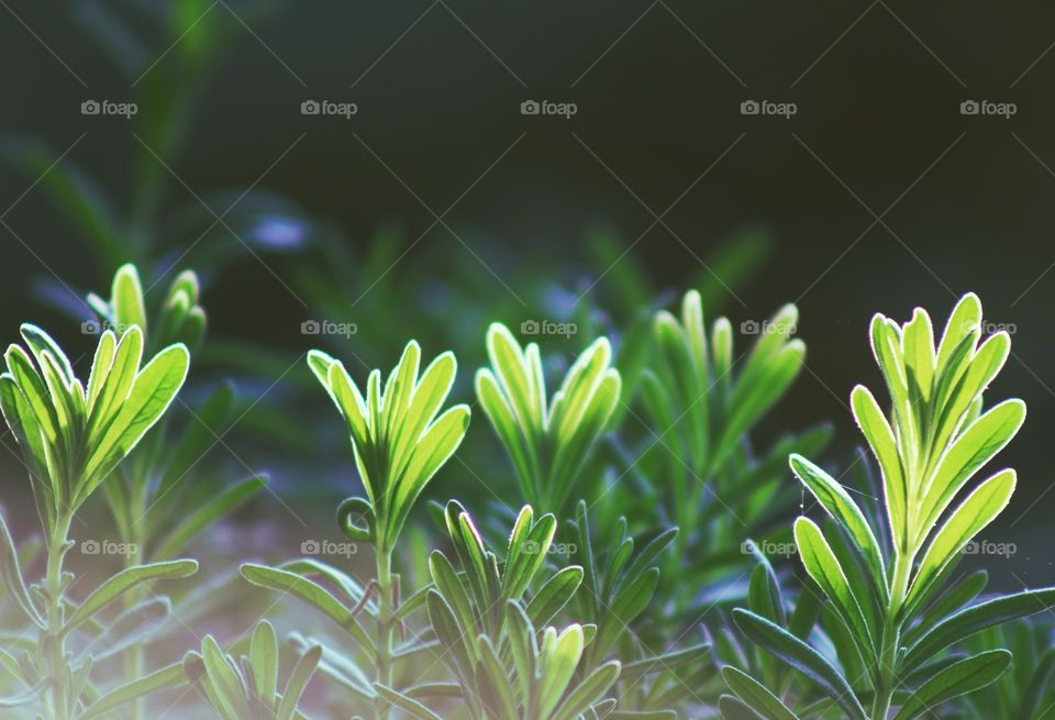 Sun shining through the tops of a lavender plant's leaves