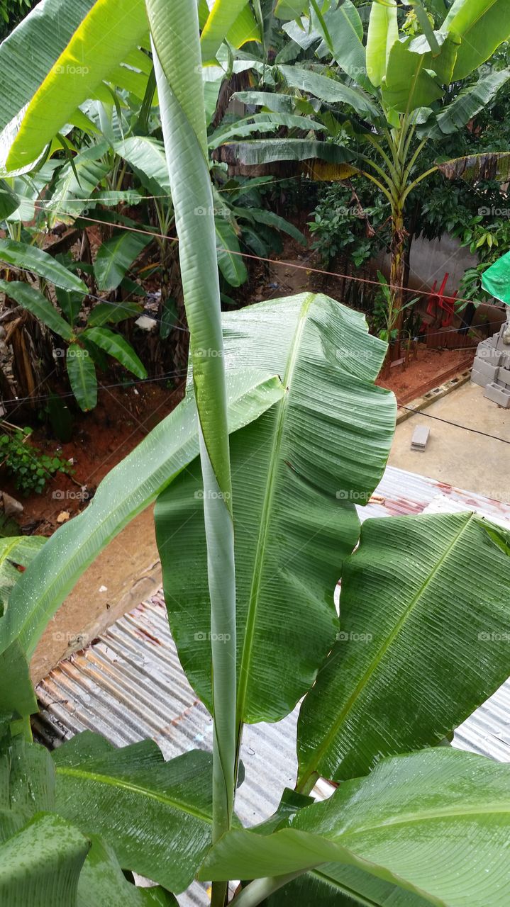 Banana tree in the rain