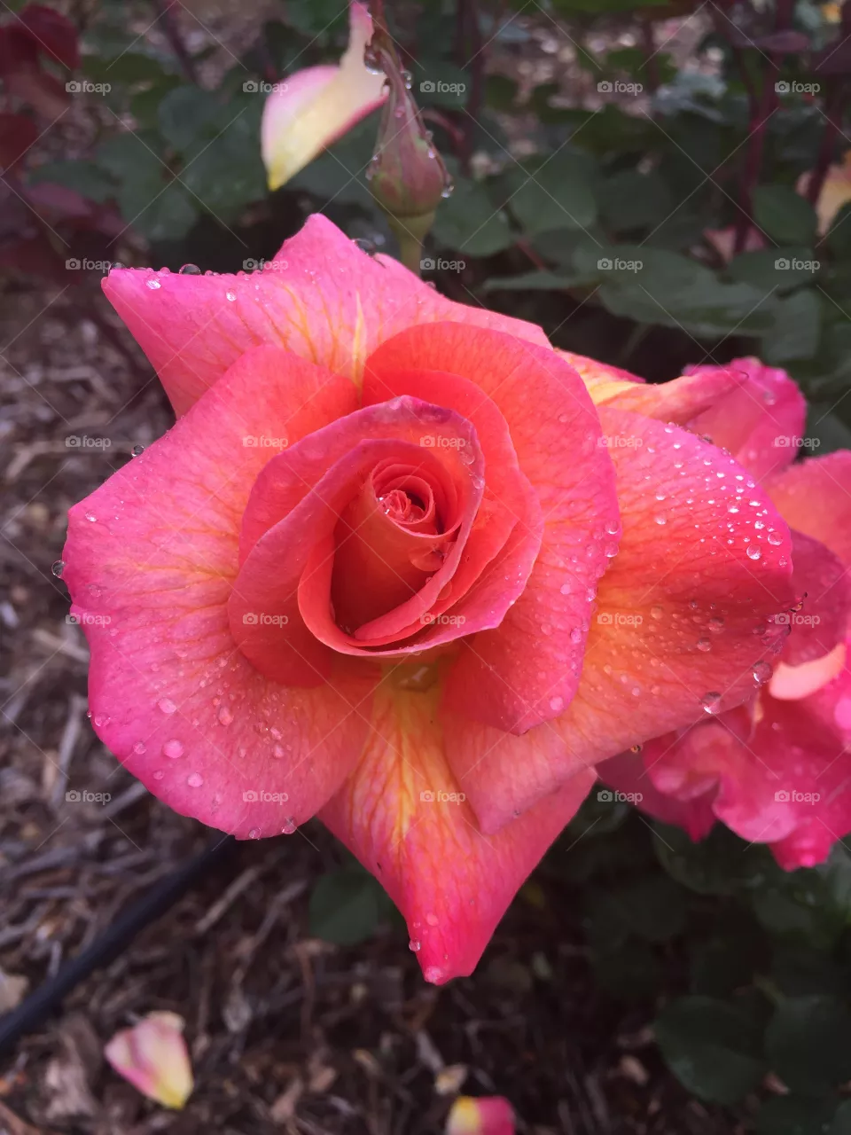 Flower, Flora, Nature, Rose, Garden