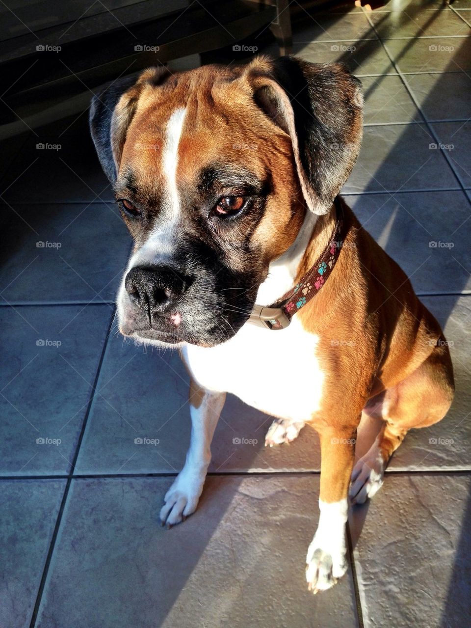 Boxer dog in the house