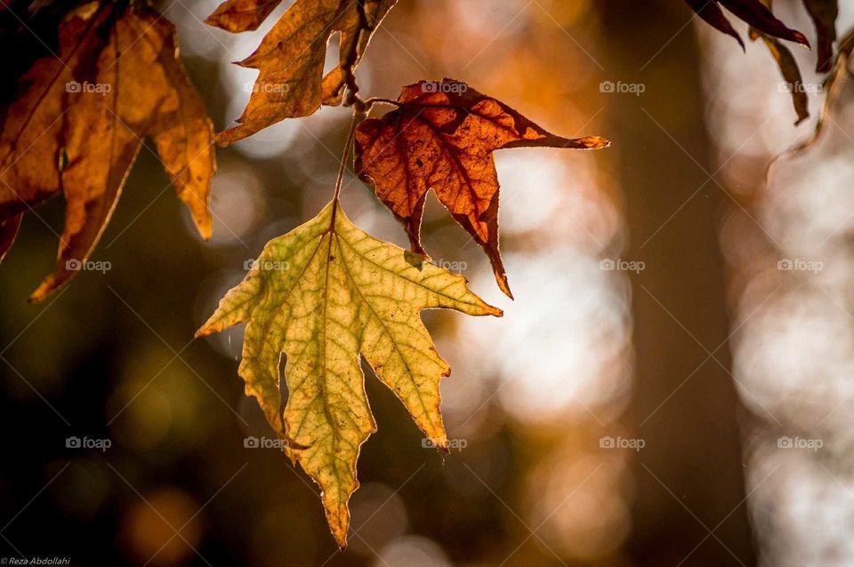 leaves falling autumn