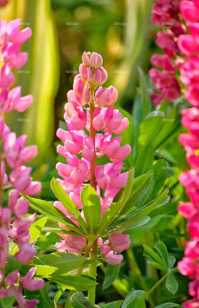 pink flowers
