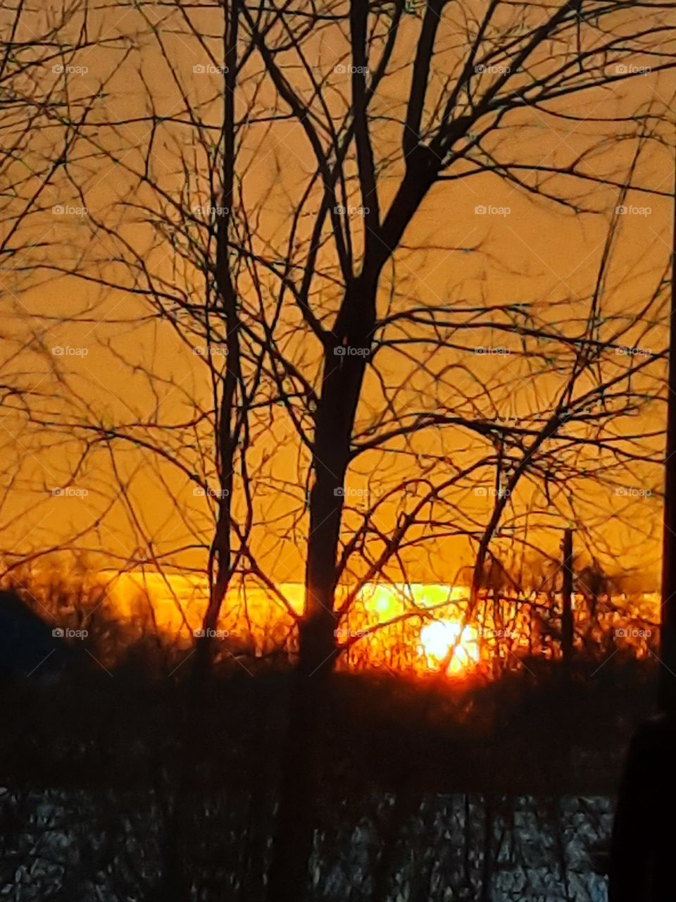 yellow sunrise in winter garden  with black silhouettes of trees