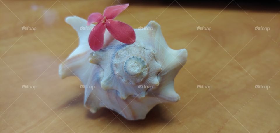 Seashell with tiny pink flower.
