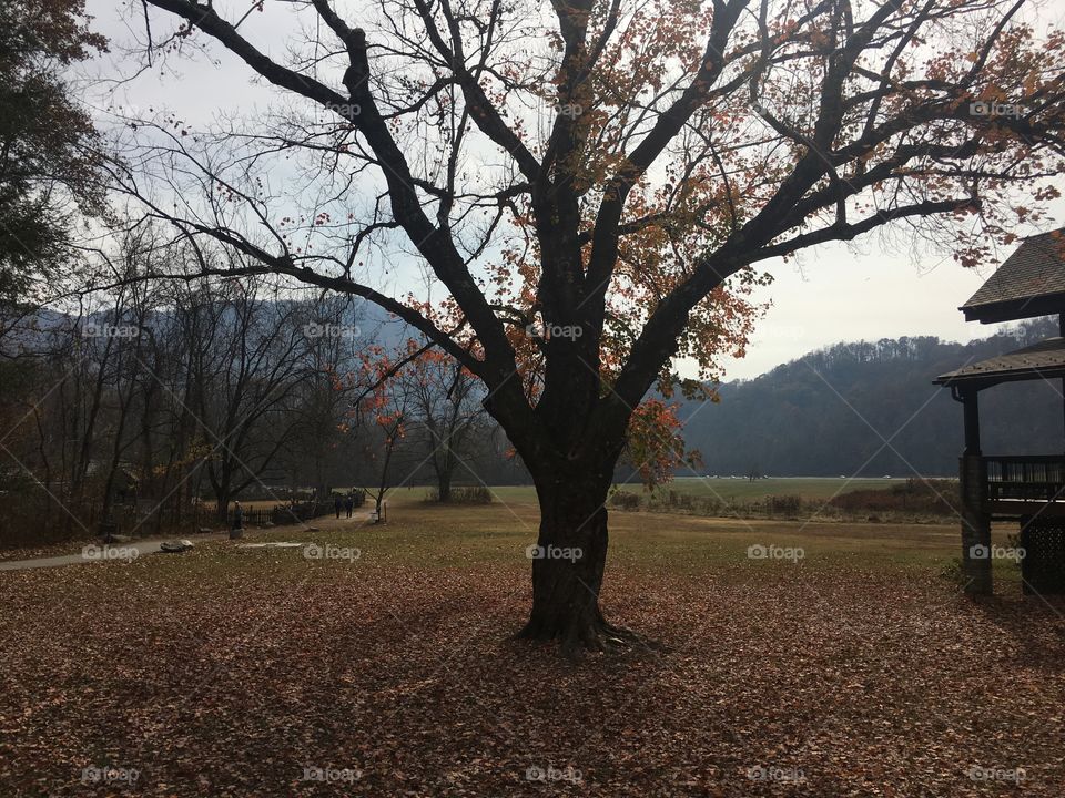 Tree, Landscape, Fall, Park, Wood