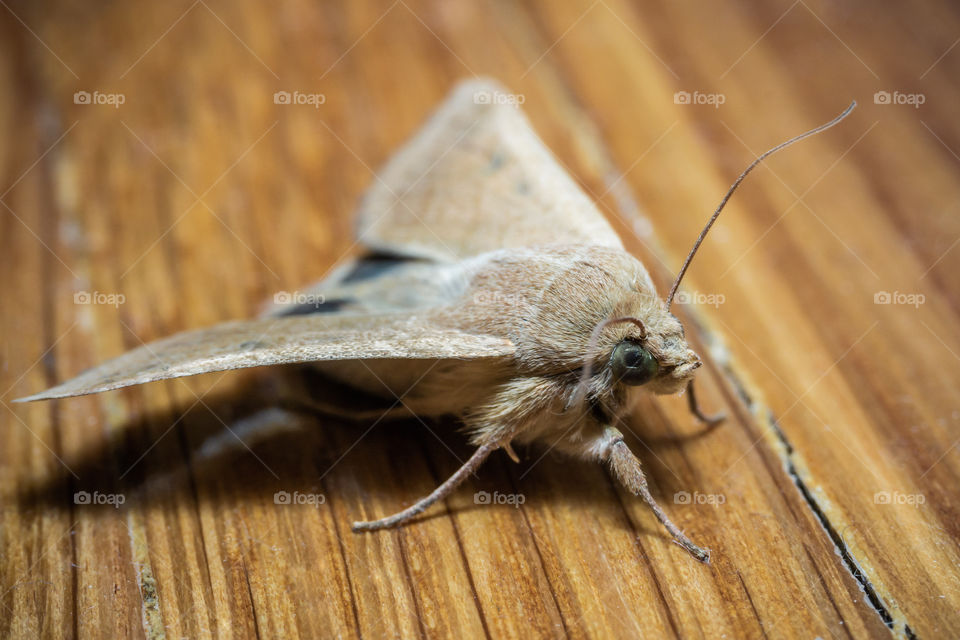 Macro shot of a moth