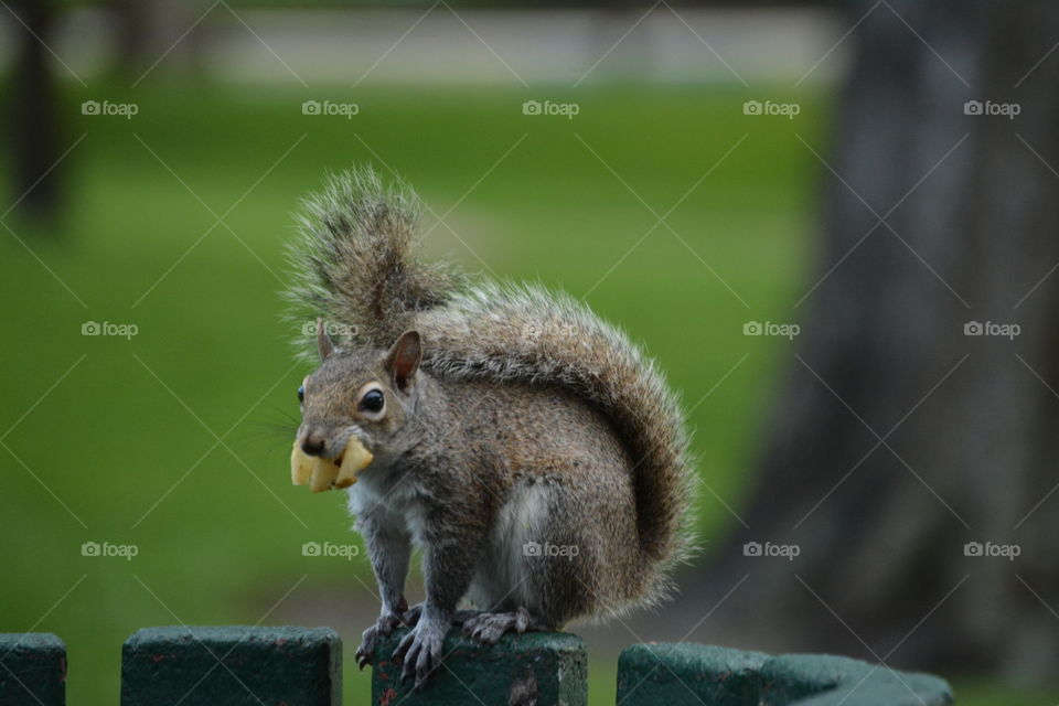 squirrel