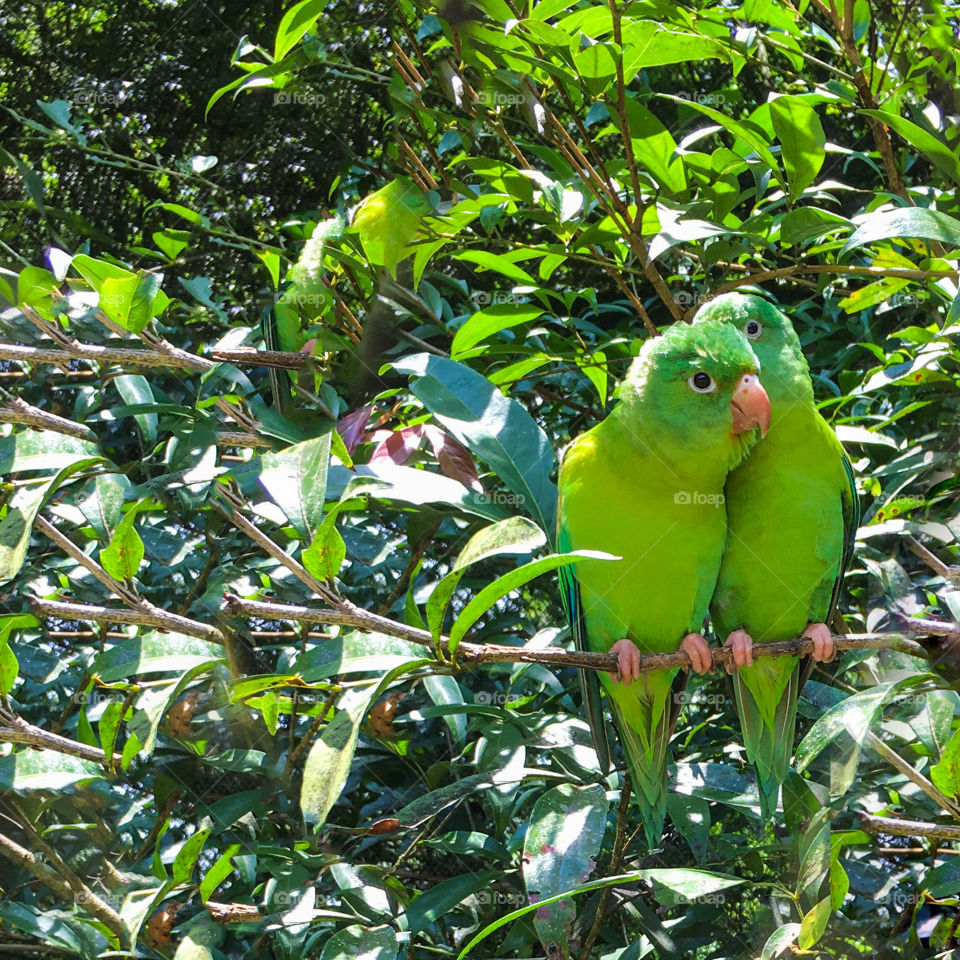 A pair of parrots, in love. 