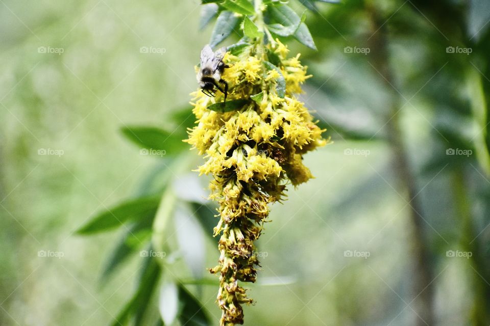 Bee enjoys collecting nectar and pollen from this Canada Goldenrod before it withers away for fall. 