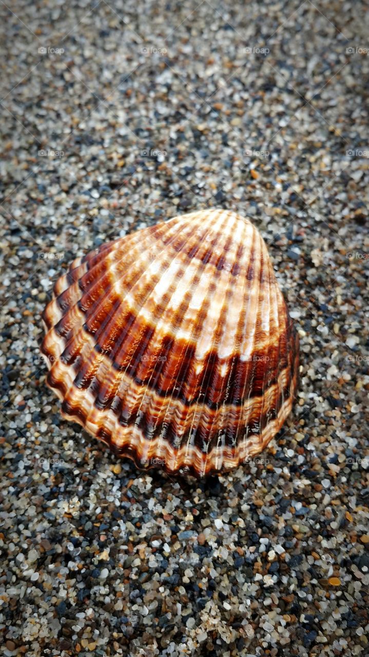High angle view of sea shell