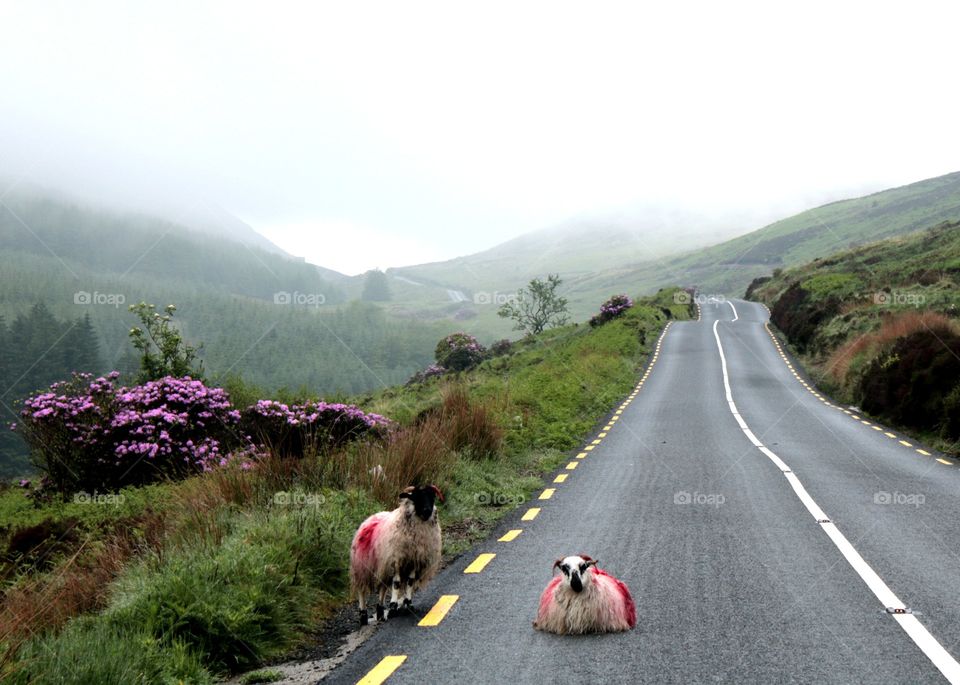 On the way ;) Ireland