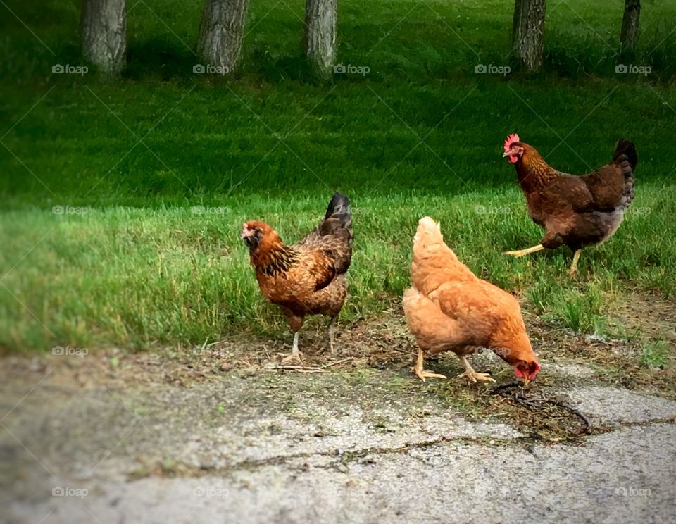 Chickens on the side of the road