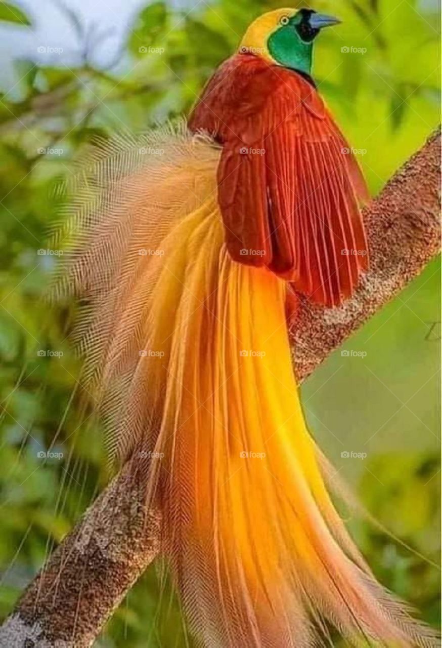 beautiful bird