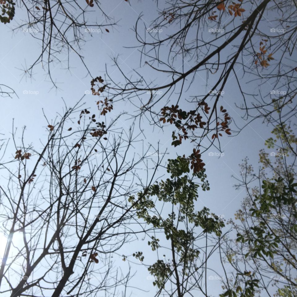 Fall or autumn with light blue sky.