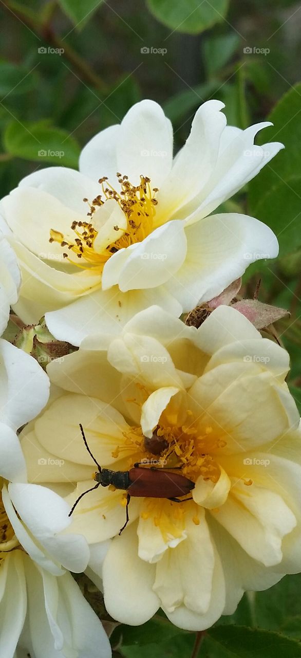 Insect on a rose
