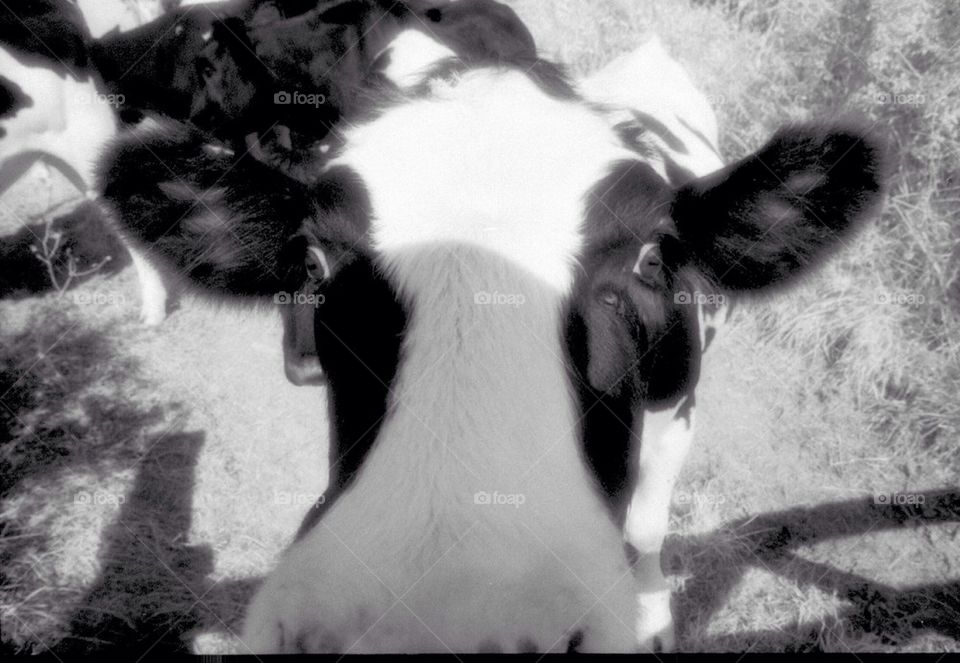 Infrared cow