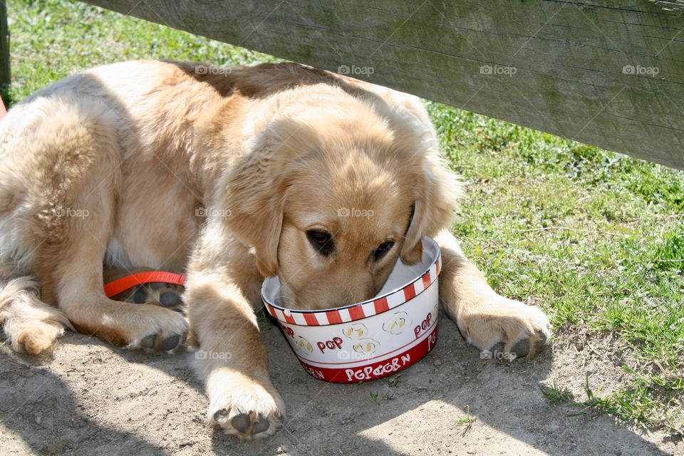 Puppy eating from dish