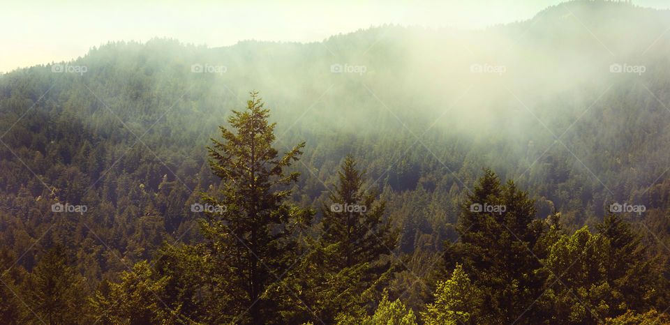 Fog florest