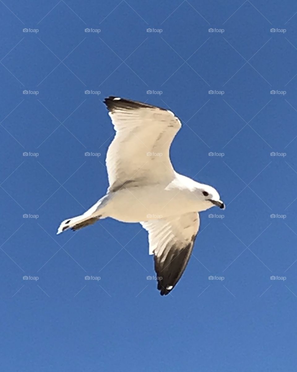 Close up of seagull searching for food 