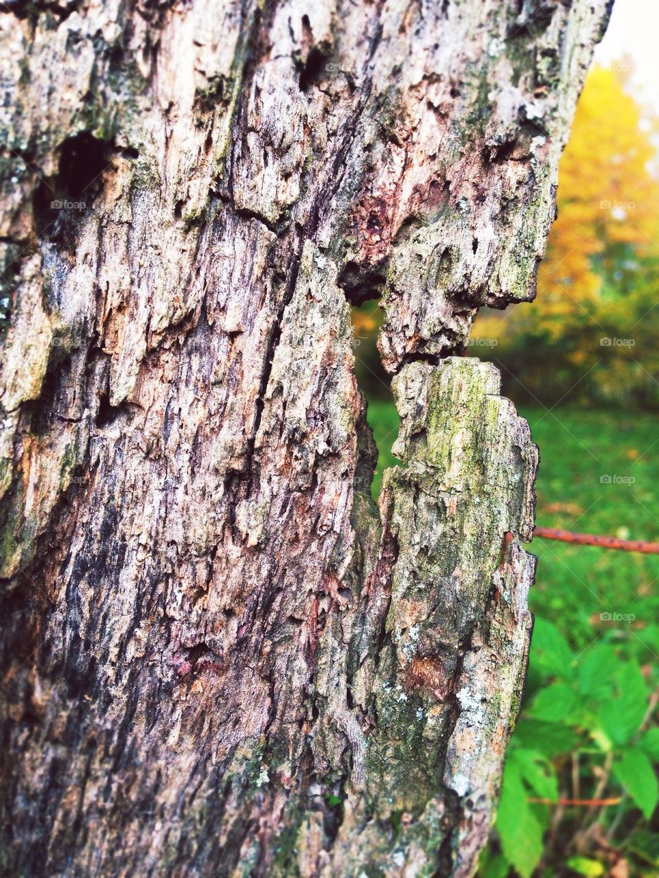 Fall Bark