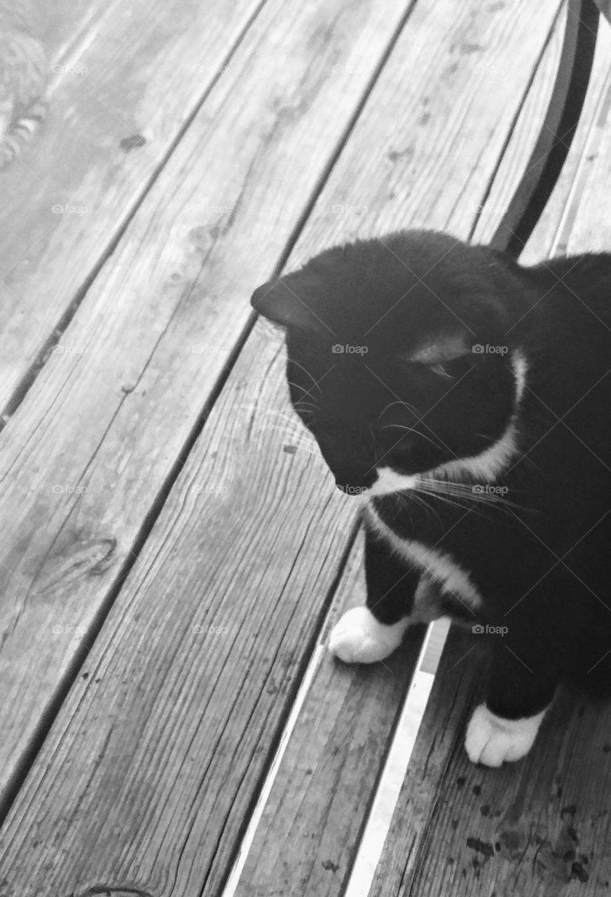 black and white picture of black and white cat