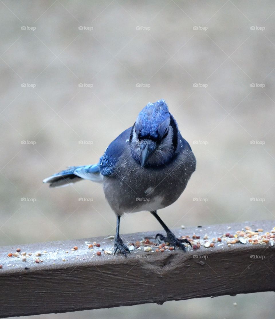 blue Jay