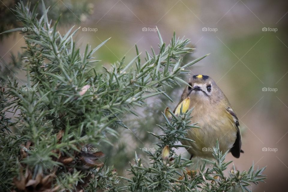 Goldcrest 