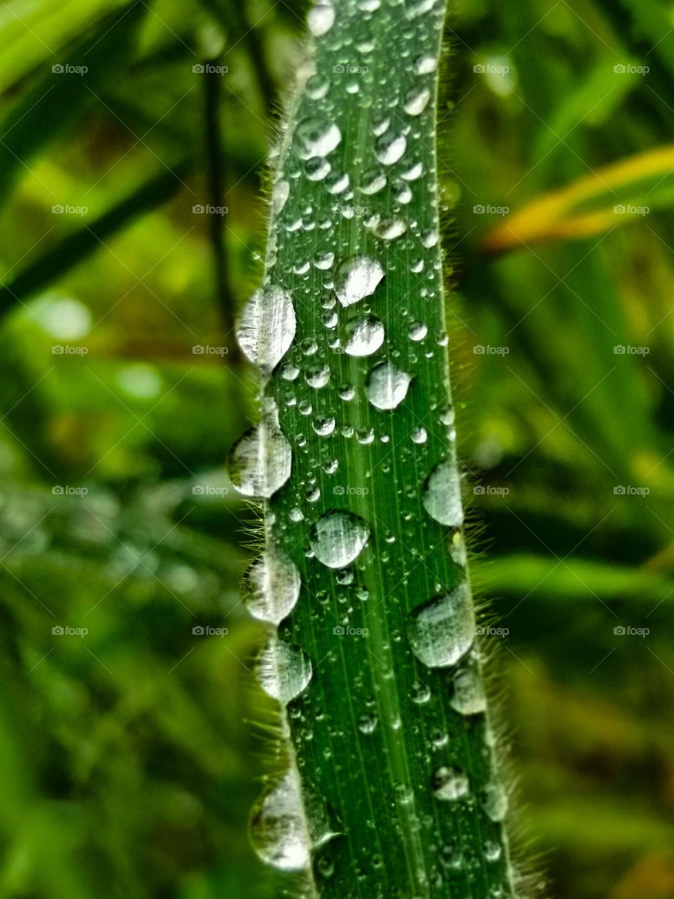 Rain drops on grass leaf