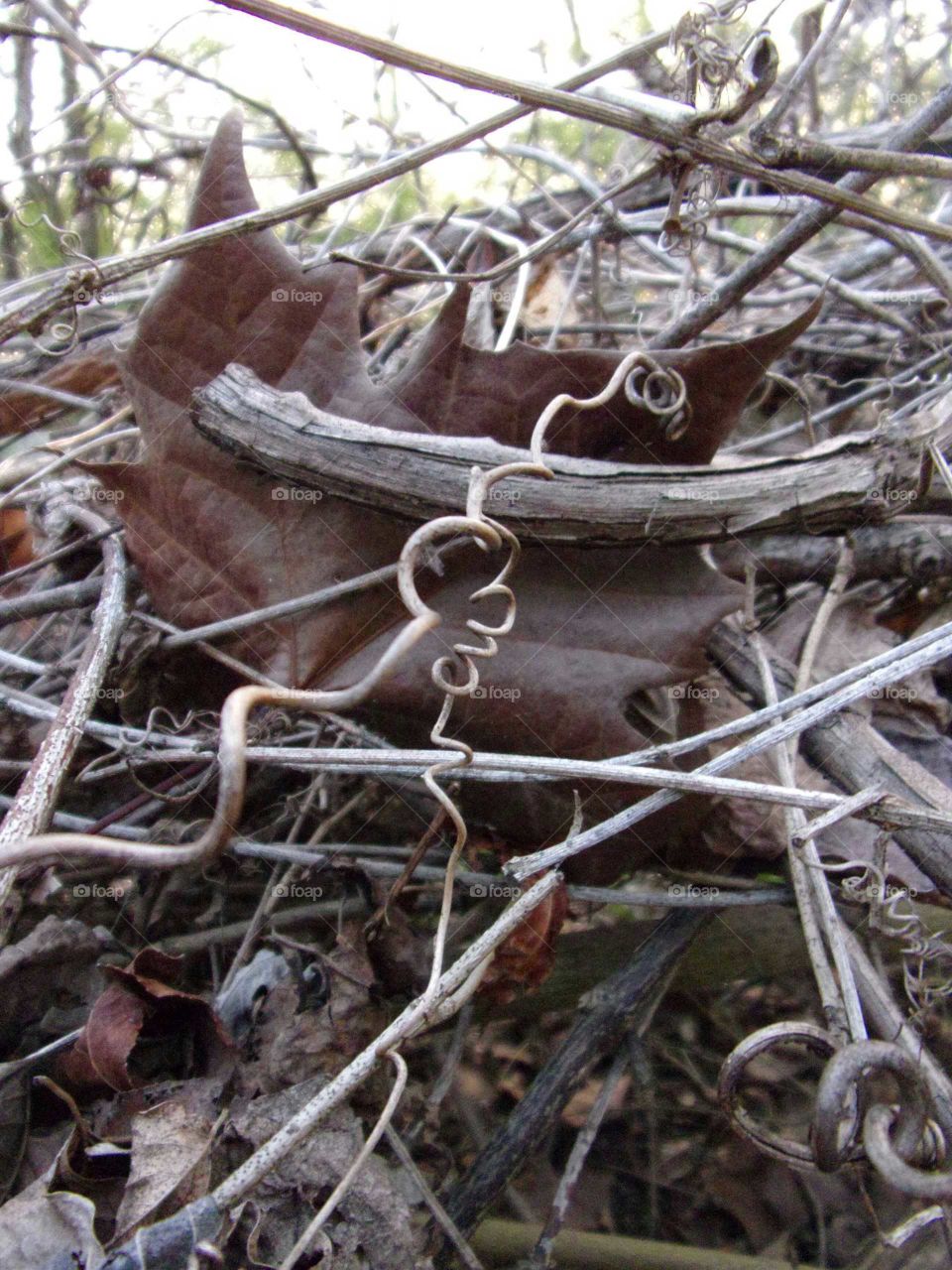 Corkscrew, intertwining  vines