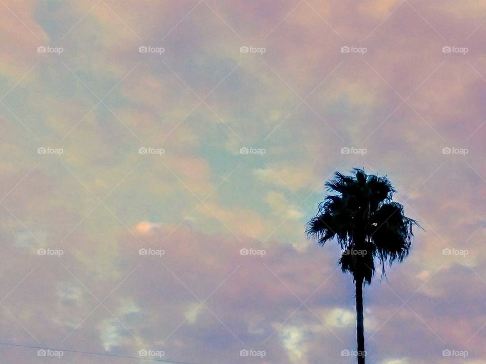 Cloud Background and Palm Tree